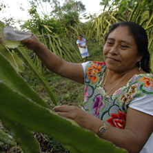 Increasing Livelihoods Options for Maya Communities and Species Conservation through ‘melipona’ Honey Production