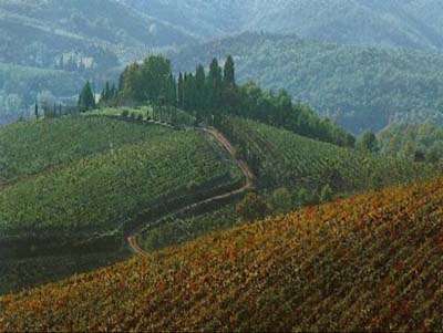 Conservation of landscape using effective system of farming NANDO PERETTI FOUNDATION