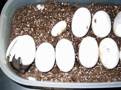 the eggs of the turtles Establishing a Chelonian Survival Network for Imperilled Asian turtles