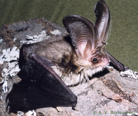 Bats: a key for saving biodiversity Bats: a key for saving biodiversity