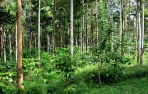 Figure 1	The alternative land at Sekkady prior to house construction