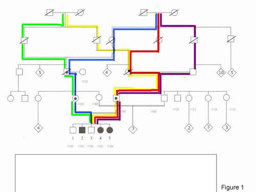 Pedigree: the deleterious allele could have been transmitted to the affected in the fifth generation either via yellow/green pathway, or via blue/red pathway, or via blue/purple pathway.