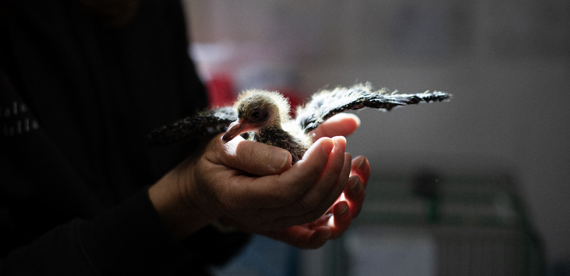 Supporting Lipu’s Wildlife Recovery Centres throughout Italy
