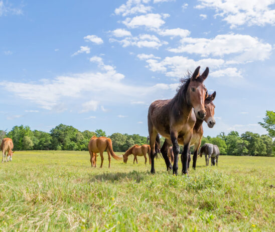 Veterinary support to the Black Beauty Ranch animal sanctuary in Texas, USA