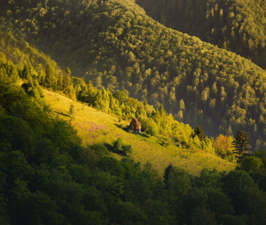 Saving Europe’s last primary and old-growth forest in Romania