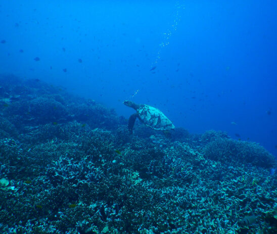 Strengthening small-scale fisheries management in Marine Protected Areas in Aceh, Indonesia