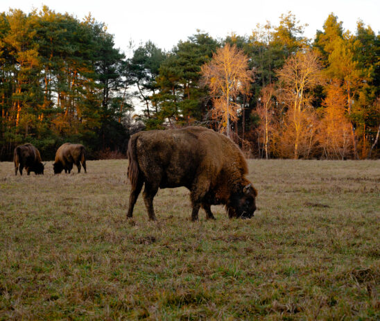 Veterinary support to the Black Beauty Ranch animal sanctuary in Texas, USA