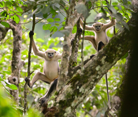 Preserving the critically endangered Tonkin snub-nosed monkey in Vietnam