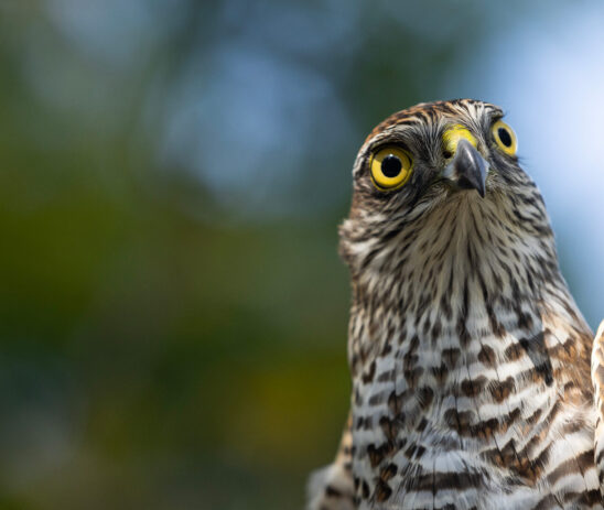 Supporting the conservation of raptors in Georgia and the protection of birds of prey during migration