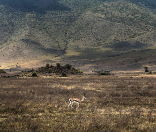 Partnering with Fauna & Flora in Protecting Wildlife