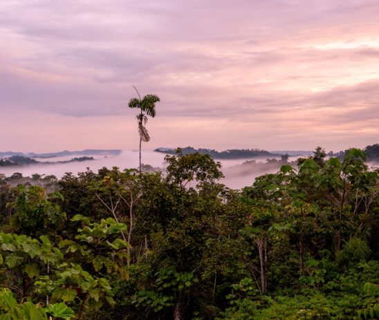 Promoting the economic recovery and sustainable livelihoods for Waorani women and their families in the Ecuadorian Amazon