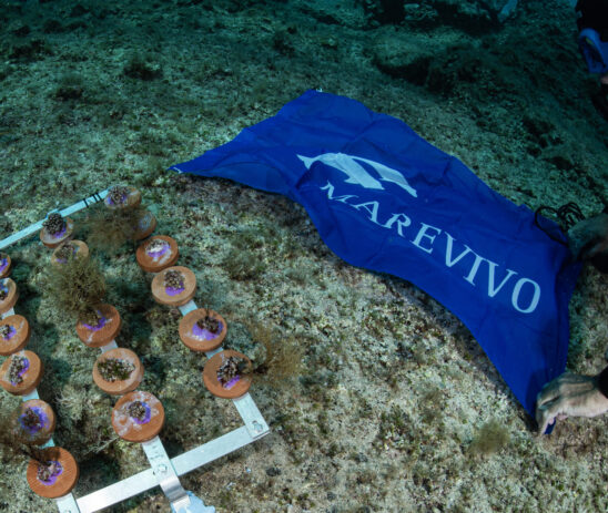 Marevivo lancia “medcoral guardians”: la prima campagna per la tutela di questi fondamentali organismi marini con il supporto della Nando and Elsa Peretti Foundation