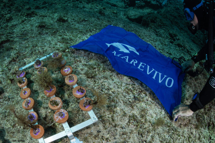 Marevivo lancia “medcoral guardians”: la prima campagna per la tutela di questi fondamentali organismi marini con il supporto della Nando and Elsa Peretti Foundation
