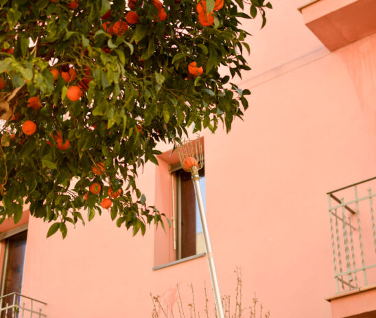 Promoting edible cities through urban tree gleaning and empowering  communities towards more sustainable food systems in Barcelona