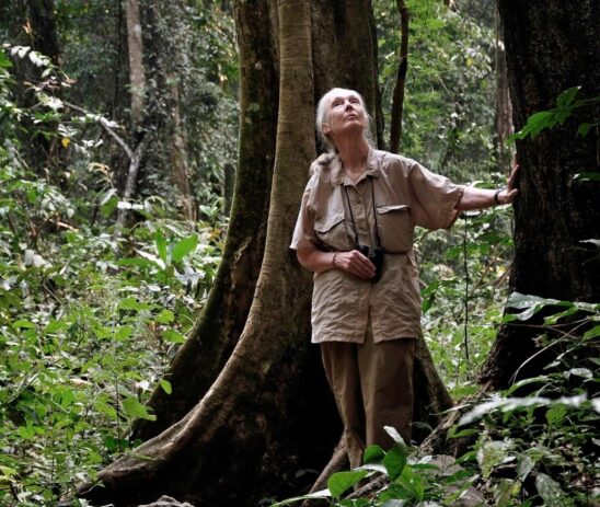 Supporting the Jane Goodall Institute environmental conservation programs in Spain and Senegal