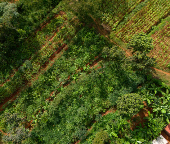 Partnering with Enviu to promote environmental and social resilience through regenerative agriculture in Kenya