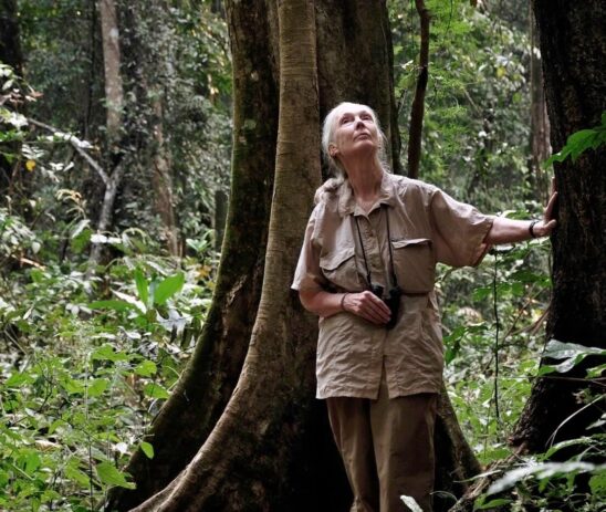 Supporting the Jane Goodall Institute environmental conservation programs in Spain and Senegal