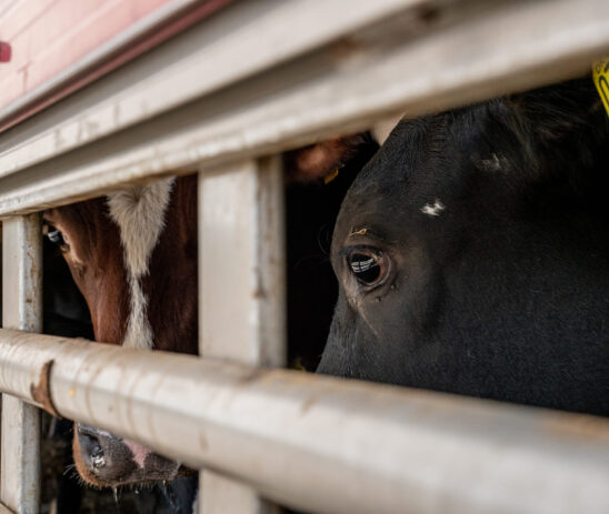 Supporting Eurogroup for Animals in transforming factory farming and advancing animal advocacy in Europe