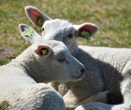 Supporting Eurogroup for Animals in strengthening Europe’s animal welfare landscape