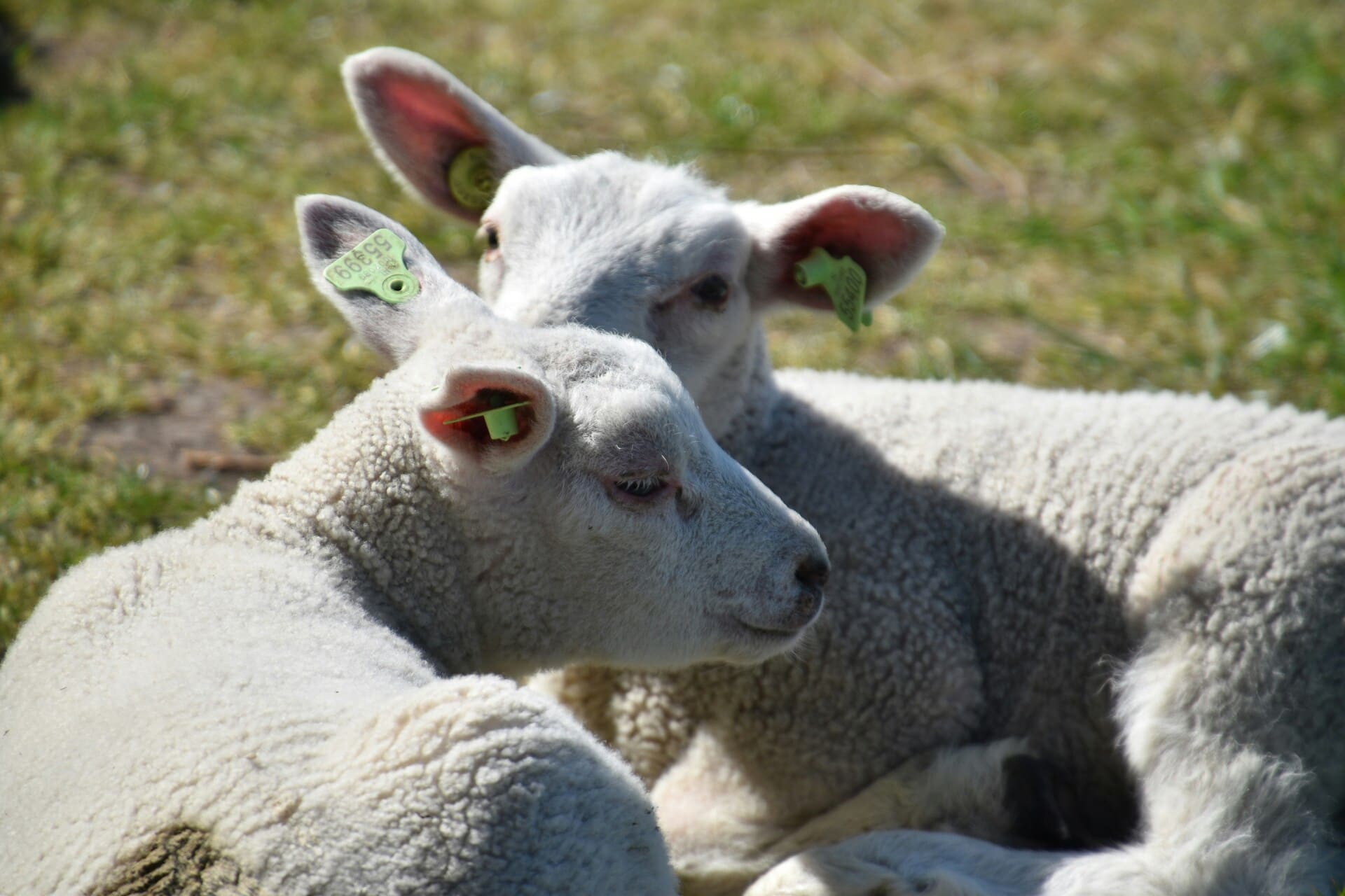 Supporting Eurogroup for Animals in strengthening Europe’s animal welfare landscape