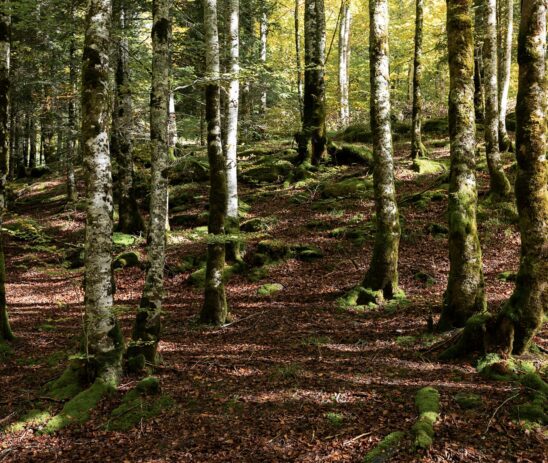 Partnering with Associació Sèlvans in the protection of old-growth forests in Catalonia