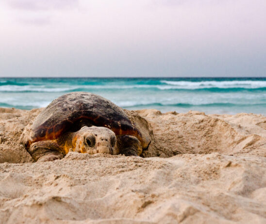 Supporting Turtle Foundation’s conservation eﬀorts for endangered loggerhead sea turtles in Boa Vista, Cabo Verde