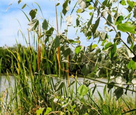 Supporting AEMS in the restoration of the Tajuña fluvial ecosystem in Spain