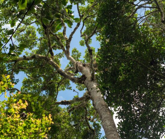 Supporting Zoo Zurich in the ecological restoration and reforestation of a critical forest corridor in Makira Natural Park, Madagascar