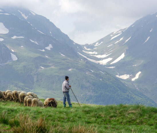 Supporting EuroNatur in safeguarding the Shar–Korab-Koritnik–Mavrovo mountain pastures ecosystem in the Balkans
