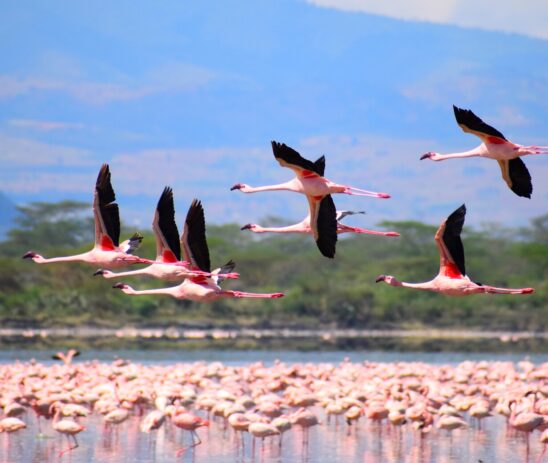 Supporting BirdLife International in improving the ecological integrity of key migratory bird flyway sites in Eastern Africa