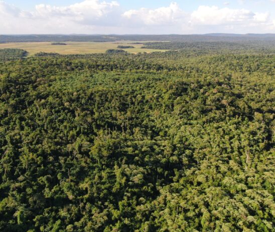 Supporting BirdLife International in the restoration of the large-scale forest ecosystem in the San Rafael Reserve, Paraguay