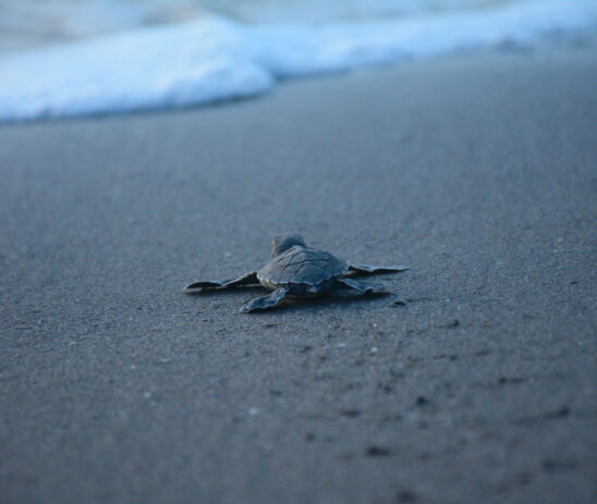 Supporting Fauna & Flora in protecting threatened marine turtle populations in the Nicaraguan Pacific