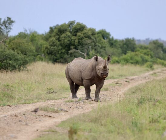 Supporting the ZEITZ Foundation in protecting critically endangered Eastern Black Rhino in Segera Rhino Sanctuary, Kenya